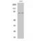 MRE11 Homolog, Double Strand Break Repair Nuclease antibody, LS-C384615, Lifespan Biosciences, Western Blot image 