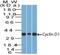 Cyclin D1 antibody, NBP2-33138, Novus Biologicals, Western Blot image 