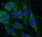 Hydrogen Voltage Gated Channel 1 antibody, FNab04085, FineTest, Immunofluorescence image 