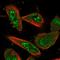 Family With Sequence Similarity 187 Member A antibody, NBP1-91069, Novus Biologicals, Immunofluorescence image 