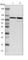 Striatin antibody, HPA017286, Atlas Antibodies, Western Blot image 