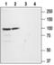 Glutamate Ionotropic Receptor AMPA Type Subunit 1 antibody, PA5-77415, Invitrogen Antibodies, Western Blot image 