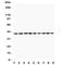 Paraoxonase 1 antibody, R31377, NSJ Bioreagents, Western Blot image 