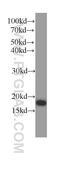 Neudesin Neurotrophic Factor antibody, 60131-1-Ig, Proteintech Group, Western Blot image 