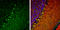 Inositol 1,4,5-Trisphosphate Receptor Type 1 antibody, GTX133104, GeneTex, Immunohistochemistry frozen image 