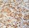 Peroxiredoxin 1 antibody, LS-C162124, Lifespan Biosciences, Immunohistochemistry frozen image 
