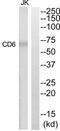 CD6 Molecule antibody, abx014938, Abbexa, Western Blot image 