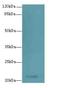 Transmembrane Protein 154 antibody, LS-C396694, Lifespan Biosciences, Western Blot image 