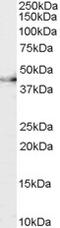 Gonadotropin Releasing Hormone Receptor antibody, 45-708, ProSci, Western Blot image 