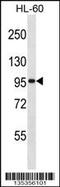 General Transcription Factor IIIC Subunit 2 antibody, 58-356, ProSci, Western Blot image 