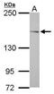 ABI Family Member 3 Binding Protein antibody, PA5-31867, Invitrogen Antibodies, Western Blot image 