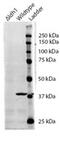 Isocitrate Dehydrogenase (NADP(+)) 1, Cytosolic antibody, MBS422869, MyBioSource, Western Blot image 