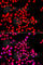 Tau Tubulin Kinase 2 antibody, A7609, ABclonal Technology, Immunofluorescence image 