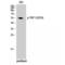 Telomeric Repeat Binding Factor 1 antibody, LS-C381002, Lifespan Biosciences, Western Blot image 