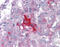 Lemur Tyrosine Kinase 2 antibody, 51-574, ProSci, Immunohistochemistry frozen image 