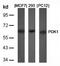 3-Phosphoinositide Dependent Protein Kinase 1 antibody, orb14422, Biorbyt, Western Blot image 