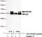RAD9 Checkpoint Clamp Component A antibody, STJ99172, St John