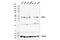 Mitogen-Activated Protein Kinase Kinase 5 antibody, 91670S, Cell Signaling Technology, Western Blot image 