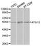 Autophagy Related 13 antibody, TA326850, Origene, Western Blot image 