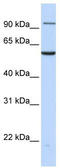 Transportin 2 antibody, TA334486, Origene, Western Blot image 