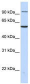 Transportin 2 antibody, TA334486, Origene, Western Blot image 