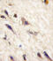 EPH Receptor A5 antibody, 63-044, ProSci, Immunohistochemistry paraffin image 
