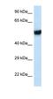 Intraflagellar Transport 74 antibody, orb331164, Biorbyt, Western Blot image 