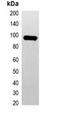 GFP-tag antibody, orb323044, Biorbyt, Western Blot image 