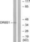 Olfactory Receptor Family 8 Subfamily S Member 1 antibody, LS-C120923, Lifespan Biosciences, Western Blot image 