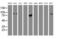 Golgi Membrane Protein 1 antibody, MA5-25819, Invitrogen Antibodies, Western Blot image 
