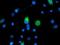 IlvB Acetolactate Synthase Like antibody, NBP2-00883, Novus Biologicals, Immunofluorescence image 