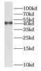 Dual Specificity Phosphatase 9 antibody, FNab02571, FineTest, Western Blot image 