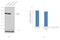 Aconitase 1 antibody, PA5-41753, Invitrogen Antibodies, Western Blot image 