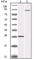 Inhibitor Of Nuclear Factor Kappa B Kinase Subunit Beta antibody, abx010971, Abbexa, Western Blot image 
