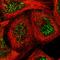 Raf-1 Proto-Oncogene, Serine/Threonine Kinase antibody, HPA002640, Atlas Antibodies, Immunocytochemistry image 