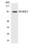 Microtubule Affinity Regulating Kinase 3 antibody, EKC1698, Boster Biological Technology, Western Blot image 