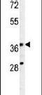 Phosphoribosyl Pyrophosphate Synthetase Associated Protein 1 antibody, PA5-23903, Invitrogen Antibodies, Western Blot image 