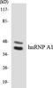 Heterogeneous Nuclear Ribonucleoprotein A1 antibody, LS-B12490, Lifespan Biosciences, Western Blot image 