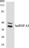 Tis antibody, LS-B12490, Lifespan Biosciences, Western Blot image 