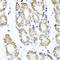 ST6 Beta-Galactoside Alpha-2,6-Sialyltransferase 1 antibody, LS-C346098, Lifespan Biosciences, Immunohistochemistry frozen image 