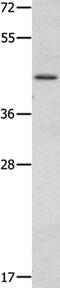 Matrix Metallopeptidase 28 antibody, PA5-50237, Invitrogen Antibodies, Western Blot image 