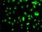 Mesenchyme Homeobox 2 antibody, H00004223-M02, Novus Biologicals, Immunofluorescence image 