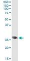 Family With Sequence Similarity 3 Member B antibody, H00054097-M07, Novus Biologicals, Immunoprecipitation image 