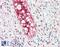 NLR Family Pyrin Domain Containing 12 antibody, 43-426, ProSci, Western Blot image 