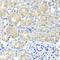 Histidyl-TRNA Synthetase 2, Mitochondrial antibody, A07330, Boster Biological Technology, Immunohistochemistry frozen image 