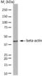 Beta-Actin antibody, HCA147, Bio-Rad (formerly AbD Serotec) , Western Blot image 