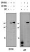 Mitogen-activated protein kinase 6 antibody, orb107650, Biorbyt, Western Blot image 