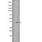 Palmitoyl-Protein Thioesterase 1 antibody, abx217916, Abbexa, Western Blot image 