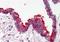 SKI Like Proto-Oncogene antibody, orb86751, Biorbyt, Immunohistochemistry paraffin image 