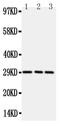 TNF Receptor Superfamily Member 4 antibody, PA5-80164, Invitrogen Antibodies, Western Blot image 